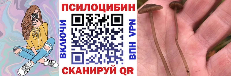 Купить где  Кодинск  Галлюциногенные грибы MAGIC MUSHROOMS 